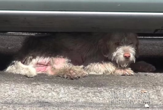 街头流浪的狗狗身体很虚弱 还好它遇到了救助人员