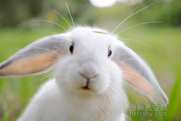 超级可爱的兔子照片