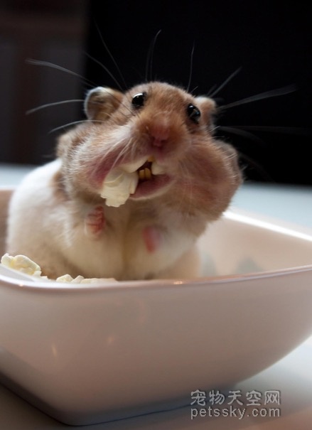 仓鼠最长时间可以多久不吃不喝？