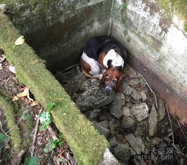 狗狗陪在被困伙伴身边七天 一直等到救助人员发现它们
