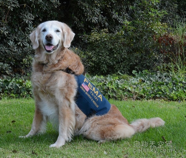 美国民间为911事件的救援犬举办16岁生日聚会