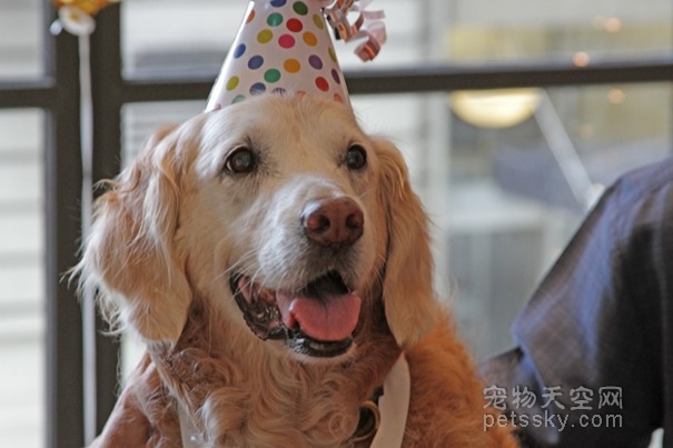 美国民间为911事件的救援犬举办16岁生日聚会