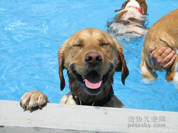16只狗狗度过了一个凉爽的夏天 你们过得怎么样