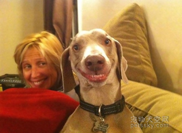 微笑的狗狗照片