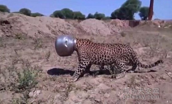 印度猎豹喝水时脑袋卡进金属罐 村民积极帮忙