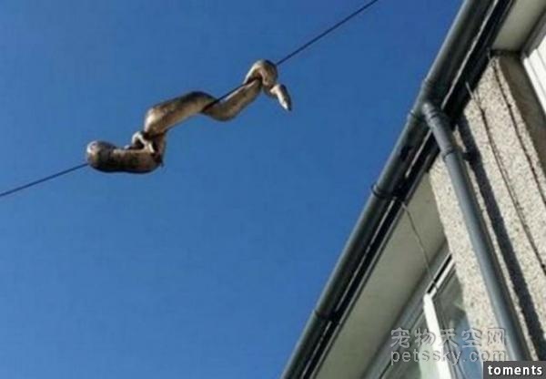 蟒蛇在空中电线上面爬行 把过路的行人吓坏了