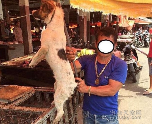 印尼最臭名昭著的狗肉市场 画面非常怵目惊心
