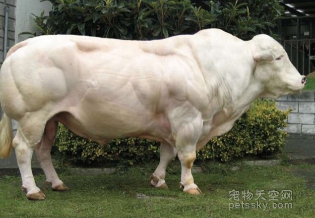 这种公牛强壮得像“巨石强森” 如同吃了瘦肉精