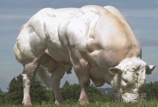 这种公牛强壮得像“巨石强森” 如同吃了瘦肉精