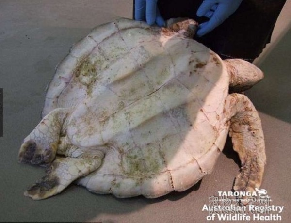 动保组织公布海龟尸检照片 呼吁人们不要随便扔垃圾袋