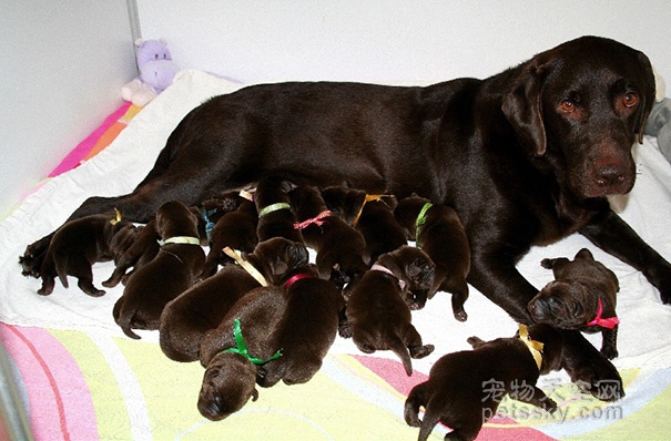 36张狗妈妈和孩子在一起的照片 一不小心就生多了