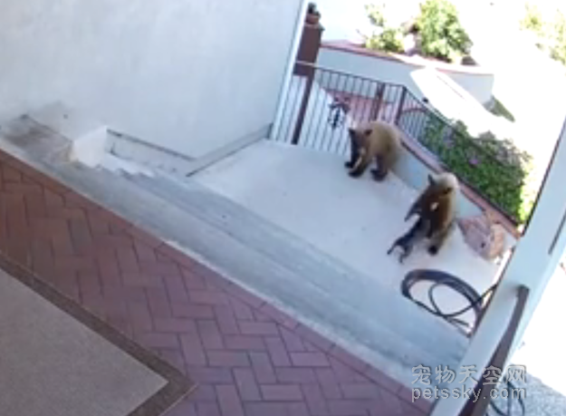 两只黑熊误闯入居民的庭院 小狗誓死捍卫自己的领地