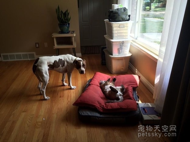 狗狗的床垫被霸占后 它们的表情真的好委屈
