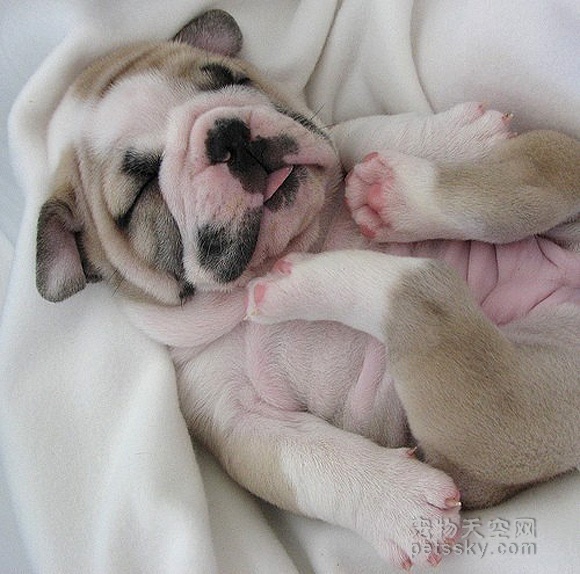 小狗狗睡觉时的可爱照片
