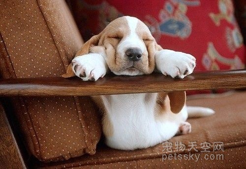 小狗睡觉的可爱照片 总会有一张能萌到你