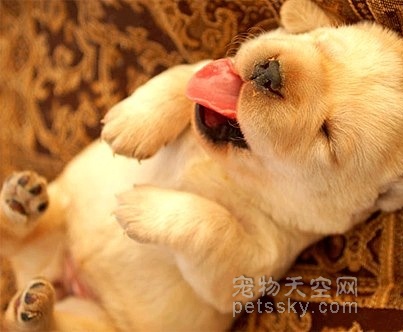 小狗睡觉的可爱照片 总会有一张能萌到你