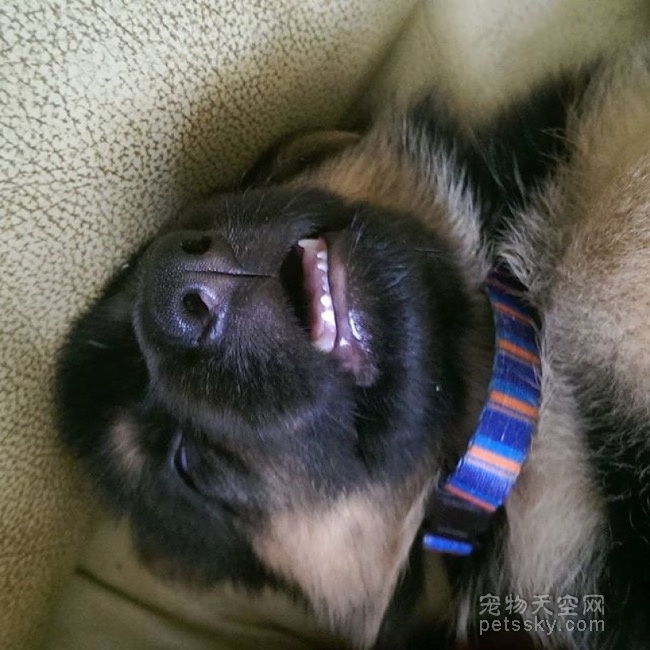 狗狗睡觉时的照片