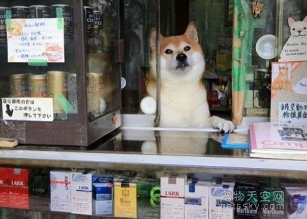日本香烟店的柴犬退休了