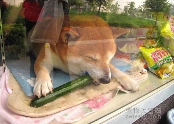 日本香烟店的柴犬退休了