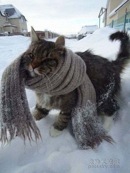 猫咪教你冬天如何保暖