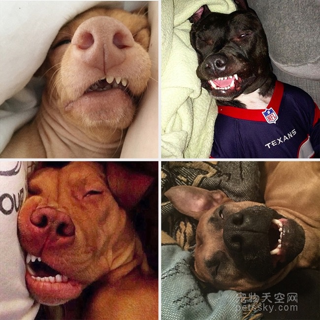 狗狗睡觉时的照片 各种千奇百怪的睡姿
