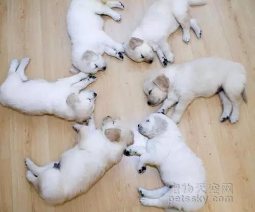 狗狗的6种常见睡姿