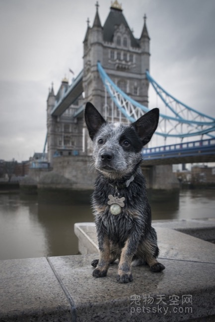 狗狗在伦敦幸福的一天 快乐的生活让上班族都开始羡慕