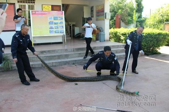 云南发现身长近4米蟒蛇 年龄或达100岁
