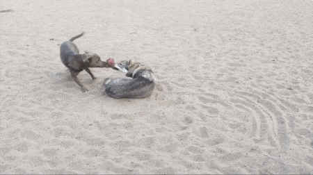 狗狗为抢肉进行拔河比赛 四两拨千斤的技巧最省力气
