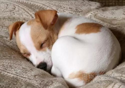 狗狗的6种常见睡姿