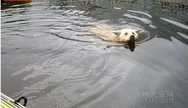 洪灾中丢失爱犬 回家后却在水中发现一颗颤抖的狗头