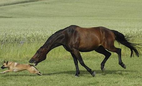 狗狗跑去调戏一匹健壮的马 接下来的发生的让人哭笑不得