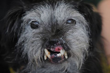 世界上最丑陋的9只狗 丑也是一种美