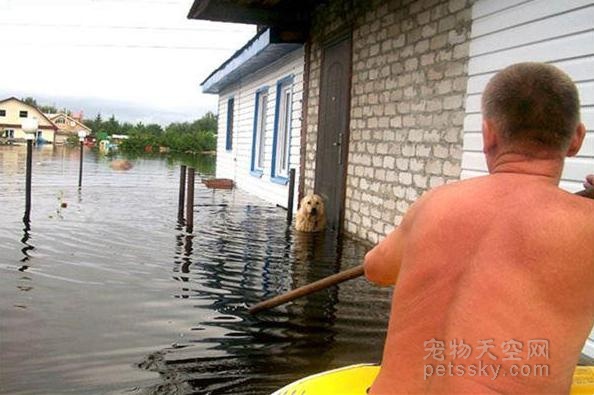 洪灾中丢失爱犬 回家后却在水中发现一颗颤抖的狗头