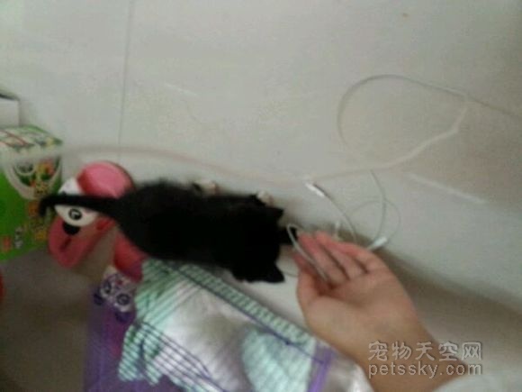 女大学生的养猫记：曾经你流浪街头 今后我给你一个家