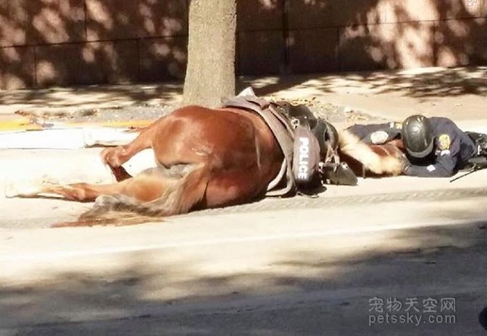骑警的马被车撞倒后 警员的举动感动了很多人