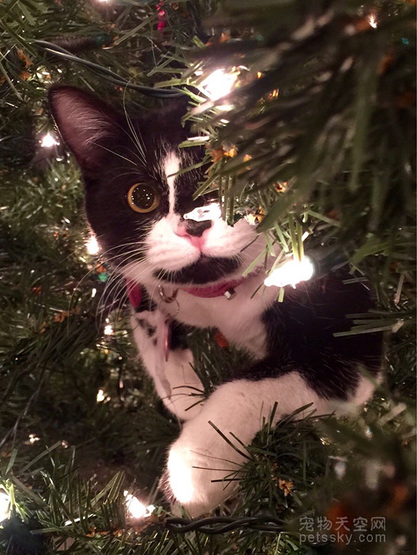 猫咪开始装饰圣诞树 预祝铲屎官们圣诞节快乐