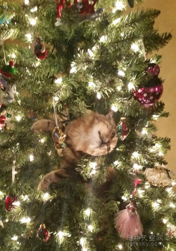 猫咪开始装饰圣诞树 预祝铲屎官们圣诞节快乐