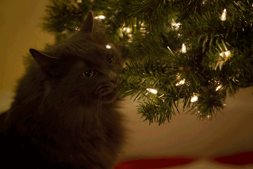 猫咪与圣诞节