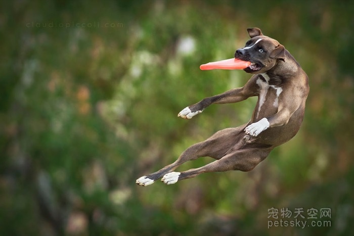 扔一个飞盘给狗狗 它们可以“飞”得很高