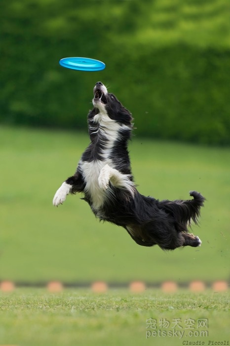 扔一个飞盘给狗狗 它们可以“飞”得很高