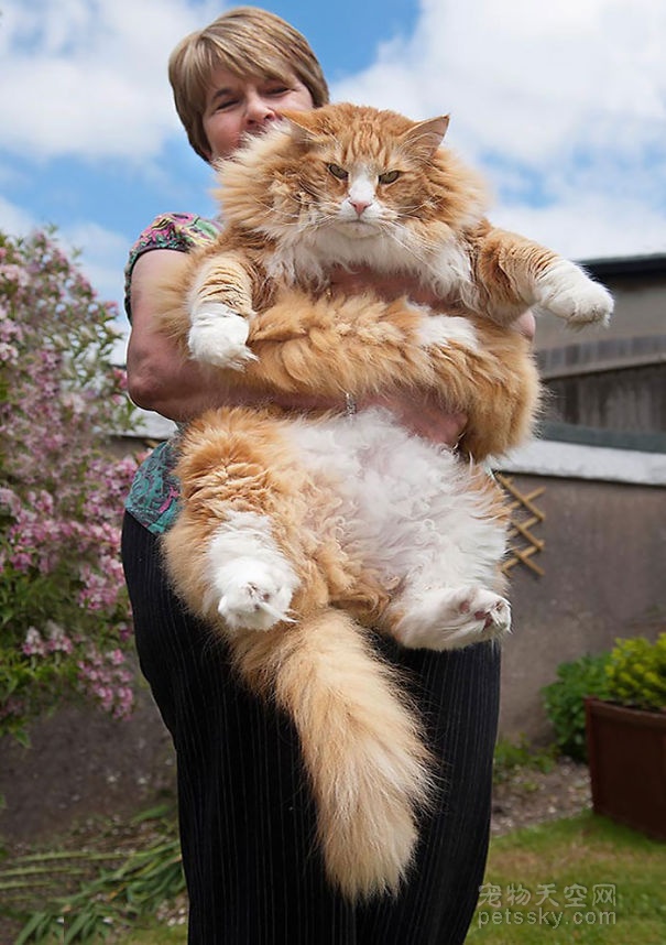 瘦不成一道闪电，那就做个丰满的胖猫咪