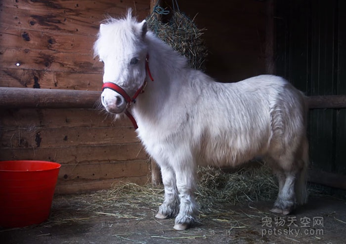 圣诞节来临前 英国马场给小矮马一件很“拉风”的礼物