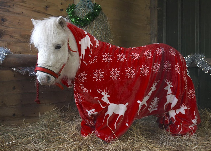 圣诞节来临前 英国马场给小矮马一件很“拉风”的礼物