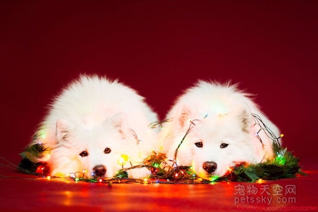 圣诞节前夕的狗狗 绚丽而又多彩