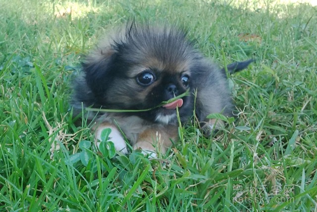 主人第一次带京巴小狗见草坪 外面的世界好精彩啊