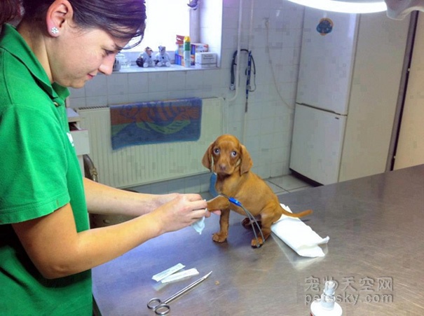 当一个宠物医生也好处 至少可以和各种宠物合照