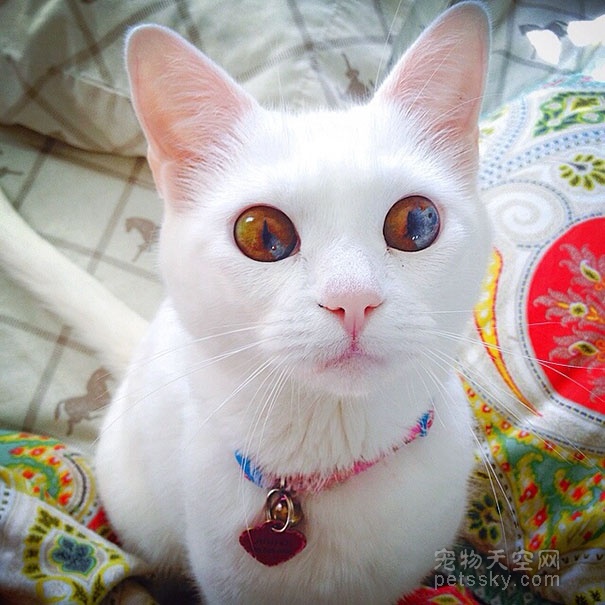 猫咪的眼睛里有一个小宇宙 璀璨多彩而又神秘