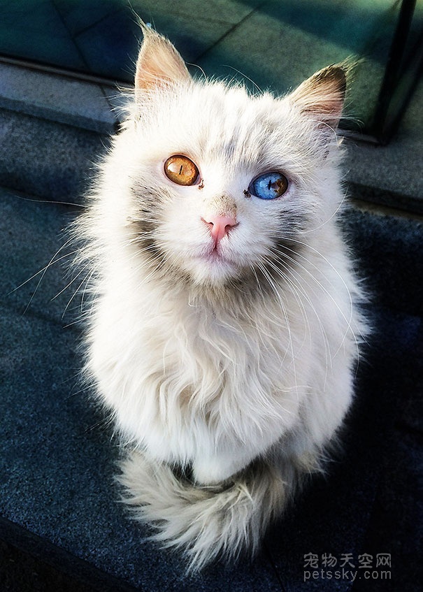 猫咪的眼睛里有一个小宇宙 璀璨多彩而又神秘