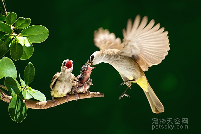 不同种类的“鸟妈妈”有一样的爱